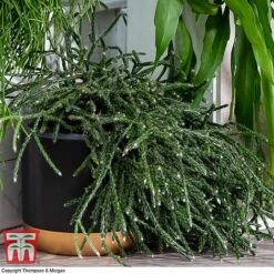 Nurserymans Choice Hanging Basket Succulent Plant Collection -Outlet Hompson-morgan Store HOU KB3438 F