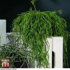 Nurserymans Choice Hanging Basket Succulent Plant Collection -Outlet Hompson-morgan Store HOU KB3438 G