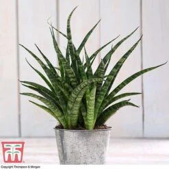 Easy Care Houseplant Collection -Outlet Hompson-morgan Store HOU kb3603 C