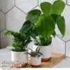 Green Houseplants Bathroom Trio -Outlet Hompson-morgan Store HOUS BATHRTRIO T43634
