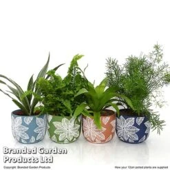 Mixed Delphi Ceramic House Plants -Outlet Hompson-morgan Store HOUS DELPH12CM T50540