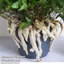 Humata Tyermannii 8 Humata Tyermannii -Outlet Hompson-morgan Store HUMA WKC8849 B