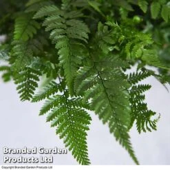 Humata Tyermannii 9 Humata Tyermannii -Outlet Hompson-morgan Store HUMA WKC8849 C