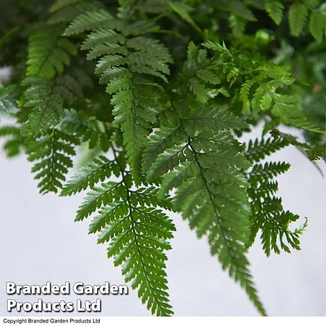 Humata Tyermannii 5 Humata Tyermannii - Image 3