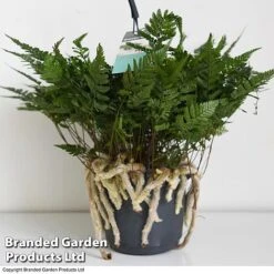 Humata Tyermannii 10 Humata Tyermannii -Outlet Hompson-morgan Store HUMA WKC8849 D