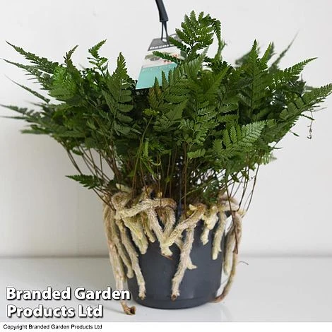 Humata Tyermannii 6 Humata Tyermannii - Image 4