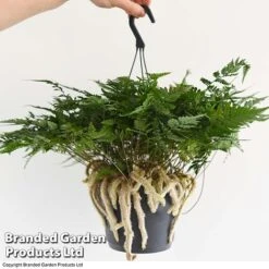 Humata Tyermannii 11 Humata Tyermannii -Outlet Hompson-morgan Store HUMA WKC8849 E