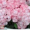 Hydrangea Macrophylla 'Miss Saori' -Outlet Hompson-morgan Store HYDR T56211 C