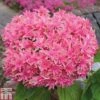Hydrangea 'Princess Diana' -Outlet Hompson-morgan Store HYDR T79155 C
