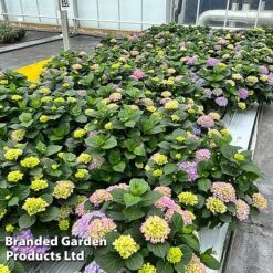 Hydrangea Macrophylla 'Blue' -Outlet Hompson-morgan Store HYDR MACRBLUE S50291