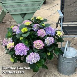 Hydrangea Macrophylla 'Blue' -Outlet Hompson-morgan Store HYDR MACRBLUE S50292