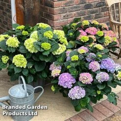 Hydrangea Macrophylla 'Blue' -Outlet Hompson-morgan Store HYDR MACRMIXED S50300