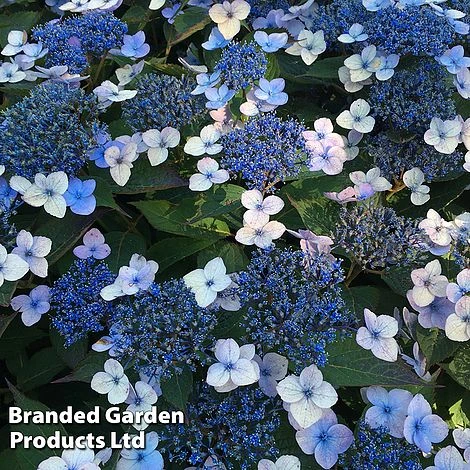 Hydrangea Serrata 'Magic Pillow' 3 Hydrangea Serrata 'Magic Pillow'