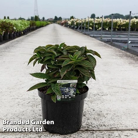 Hydrangea Serrata 'Magic Pillow' 7 Hydrangea Serrata 'Magic Pillow' - Image 5