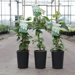 Hydrangea Anomala Petiolaris 'Semiola' -Outlet Hompson-morgan Store HYDR SEMIOLA S45817 NOW