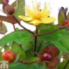 Hypericum 'Magical Red Flame' -Outlet Hompson-morgan Store HYPE TKA0935 A