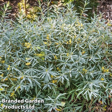 Hypericum Kalmianum 'Cobalt-n-Gold' 3 Hypericum Kalmianum 'Cobalt-n-Gold'