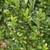 Holly 'Stokes' -Outlet Hompson-morgan Store ILEX T66265 B