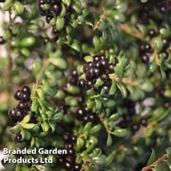 Ilex Crenata 'Green Hedge' -Outlet Hompson-morgan Store ILEX CRENATA S26593