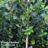Ilex Aquifolium 'J.C. Van Tol' -Outlet Hompson-morgan Store ILEX JCVANTOL S45845