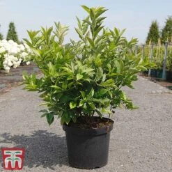 Itea Virginica 'Little Henry' -Outlet Hompson-morgan Store ITEA TKA3196 C