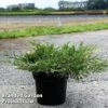 Juniperus Pfitzeriana 'White Splash' 1 Juniperus Pfitzeriana 'White Splash' -Outlet Hompson-morgan Store JUNI WHITESPLA S45847