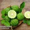Kaffir Lime Citrus Plant -Outlet Hompson-morgan Store KAFFIRLIME KC5365 A