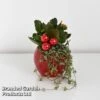 Kalanchoe Christmas Bauble - Gift -Outlet Hompson-morgan Store KALA CHRISBAUB T44335