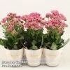 Kalanchoe 'Sunny Pink' 1 Kalanchoe 'Sunny Pink' -Outlet Hompson-morgan Store KALA SUNBP14CM S48782