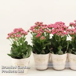 Kalanchoe 'Sunny Pink' -Outlet Hompson-morgan Store KALA SUNBP14CM S48783