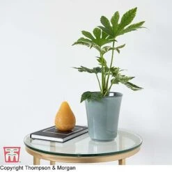 Fatsia Japonica 'Spiders Web' -Outlet Hompson-morgan Store KB0814 FATS 2