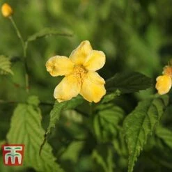 Kerria Japonica 'Golden Guinea' -Outlet Hompson-morgan Store KERR T58202 B