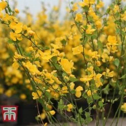 Kerria Japonica 'Golden Guinea' -Outlet Hompson-morgan Store KERR T58202 C