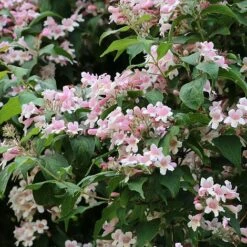 Kolkwitzia Amabilis -Outlet Hompson-morgan Store KOLK T58174 B