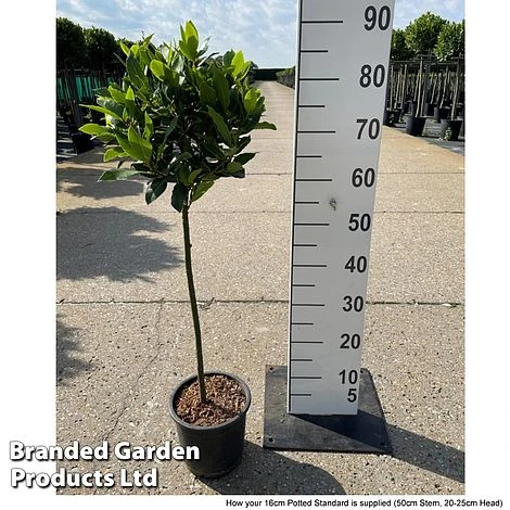 Laurus Nobilis (Standard) 13 Laurus Nobilis (Standard) - Image 11