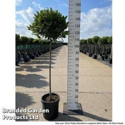 Laurus Nobilis (Standard) 27 Laurus Nobilis (Standard) -Outlet Hompson-morgan Store LAUR NOBILISTD S52052