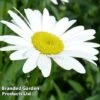 Shasta Daisy 'Becky' -Outlet Hompson-morgan Store LEUC KC9117 A