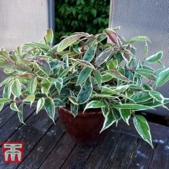 Leucothoe Fontanesiana 'Whitewater'