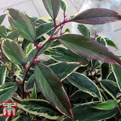 Leucothoe Fontanesiana 'Whitewater' -Outlet Hompson-morgan Store LEUC T66326 E