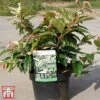 Leucothoe Fontanesiana 'Rainbow' -Outlet Hompson-morgan Store LEUC TKA3220 A