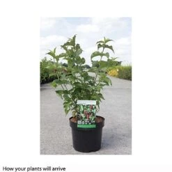 Leycesteria Formosa 'Purple Rain' -Outlet Hompson-morgan Store LEYC T66328 B h