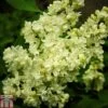 Lilac 'Primrose' -Outlet Hompson-morgan Store LILA T79103 A h