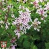 Lilac 'Bloomerang Pink Perfume' -Outlet Hompson-morgan Store LILA T79744 A2