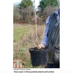 Lilac 'Charles Joly' -Outlet Hompson-morgan Store LILA T81195P B2