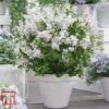 Lilac Dwarf 'Flowerfesta® White' -Outlet Hompson-morgan Store LILA TKA3548 B1