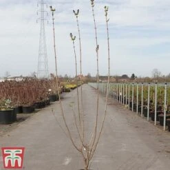 Lilac 'Esther Staley' -Outlet Hompson-morgan Store LILA TKA3550 A