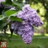 Lilac 'Michel Buchner' -Outlet Hompson-morgan Store LILA TKA3566 A