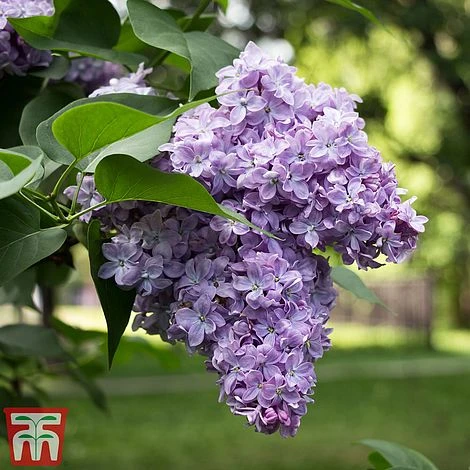 Lilac 'Michel Buchner' 3 Lilac 'Michel Buchner'