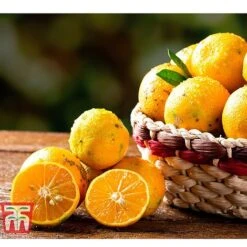 Rangpur Lime -Outlet Hompson-morgan Store LIME WKB8926 C