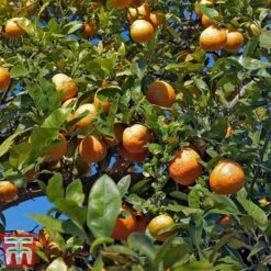 Rangpur Lime -Outlet Hompson-morgan Store LIME WKB8926 D